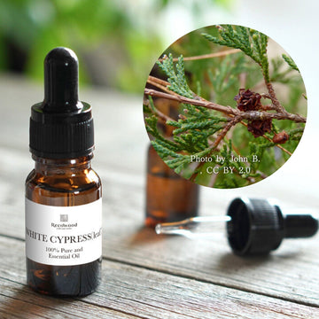 ホワイトサイプレス(Leaf)|ワイルドハーベスト|100%天然精油