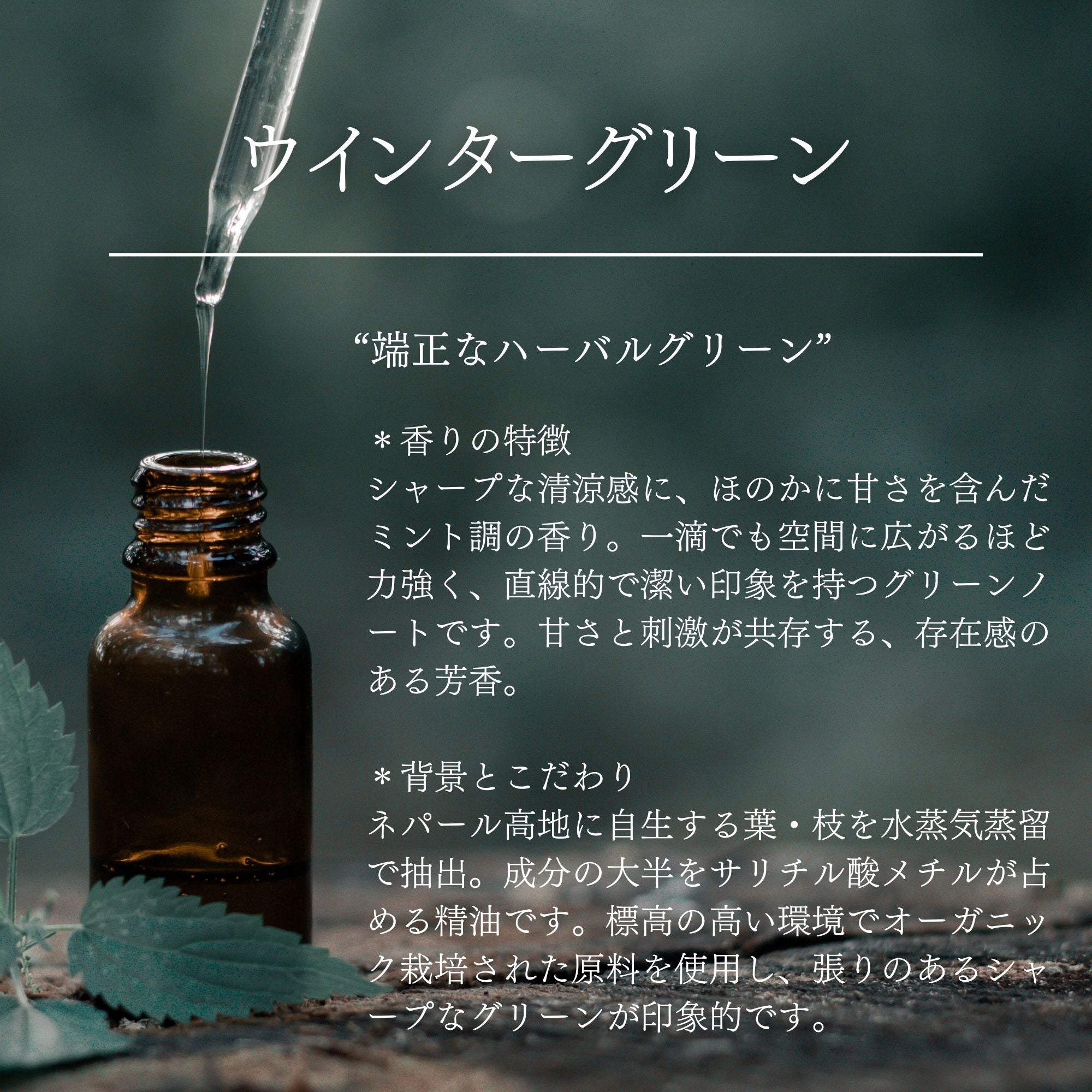 高次元ヒーリングエッセンシャルオイル ウインターグリーン｜オーガニック｜100%天然精油 | 高品質 ネパール産