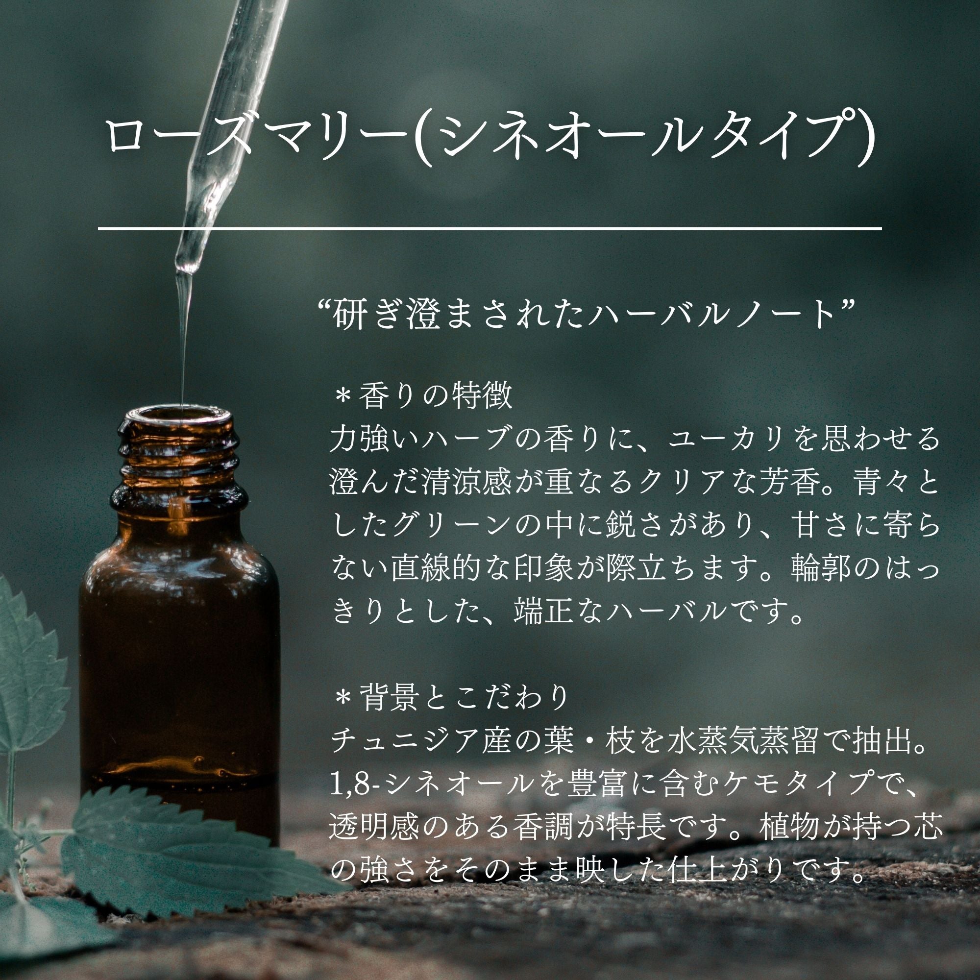 ローズマリー｜シネオールタイプ｜100%天然精油 | 高品質 チュニジア産