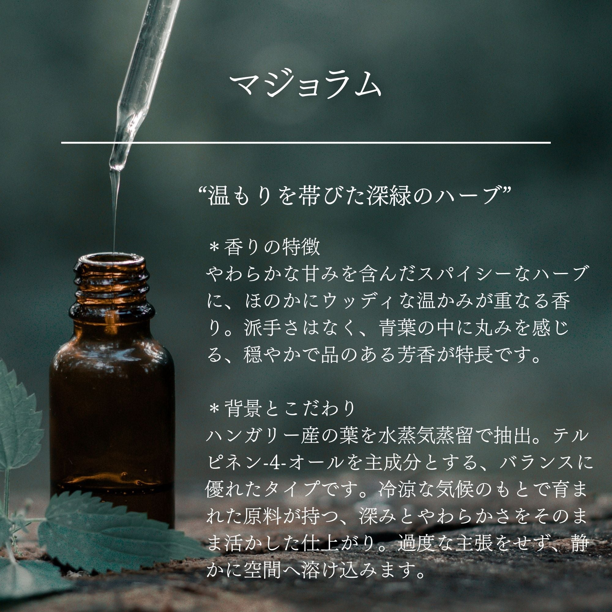 マジョラム｜100%天然精油 | 高品質 ハンガリー産